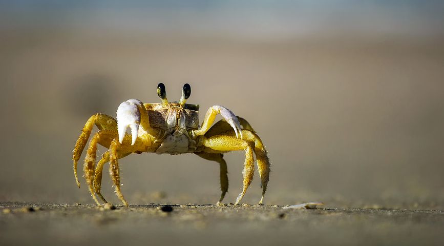 Crab 1990198  480, Missy E