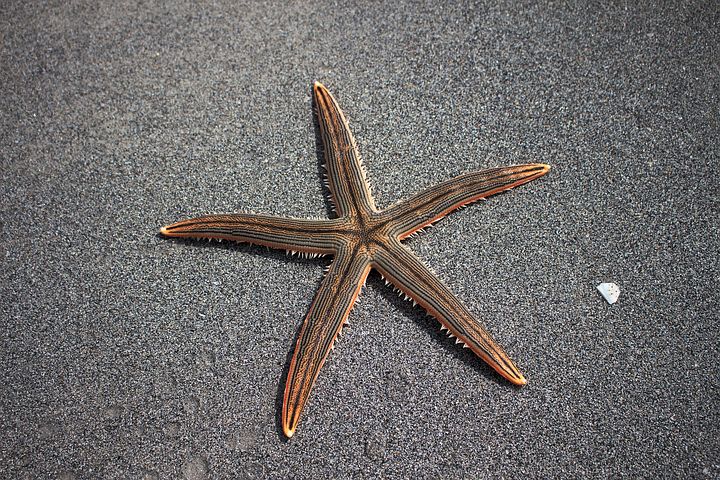 Sea Star 1501698  480, Missy E