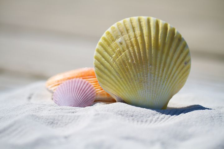 Shells 792912 480, Missy E