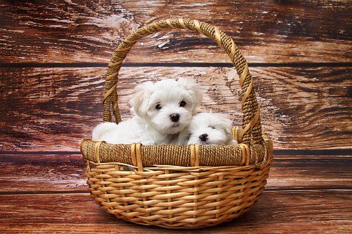 Dog 1027549 340, Missy E
