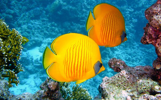 Zitronenfalter Fish 380037 340, Missy E