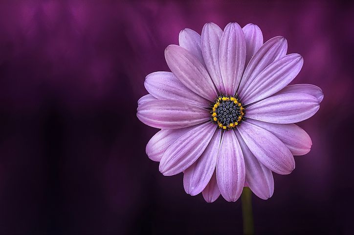 Flower 729512 480, Missy E