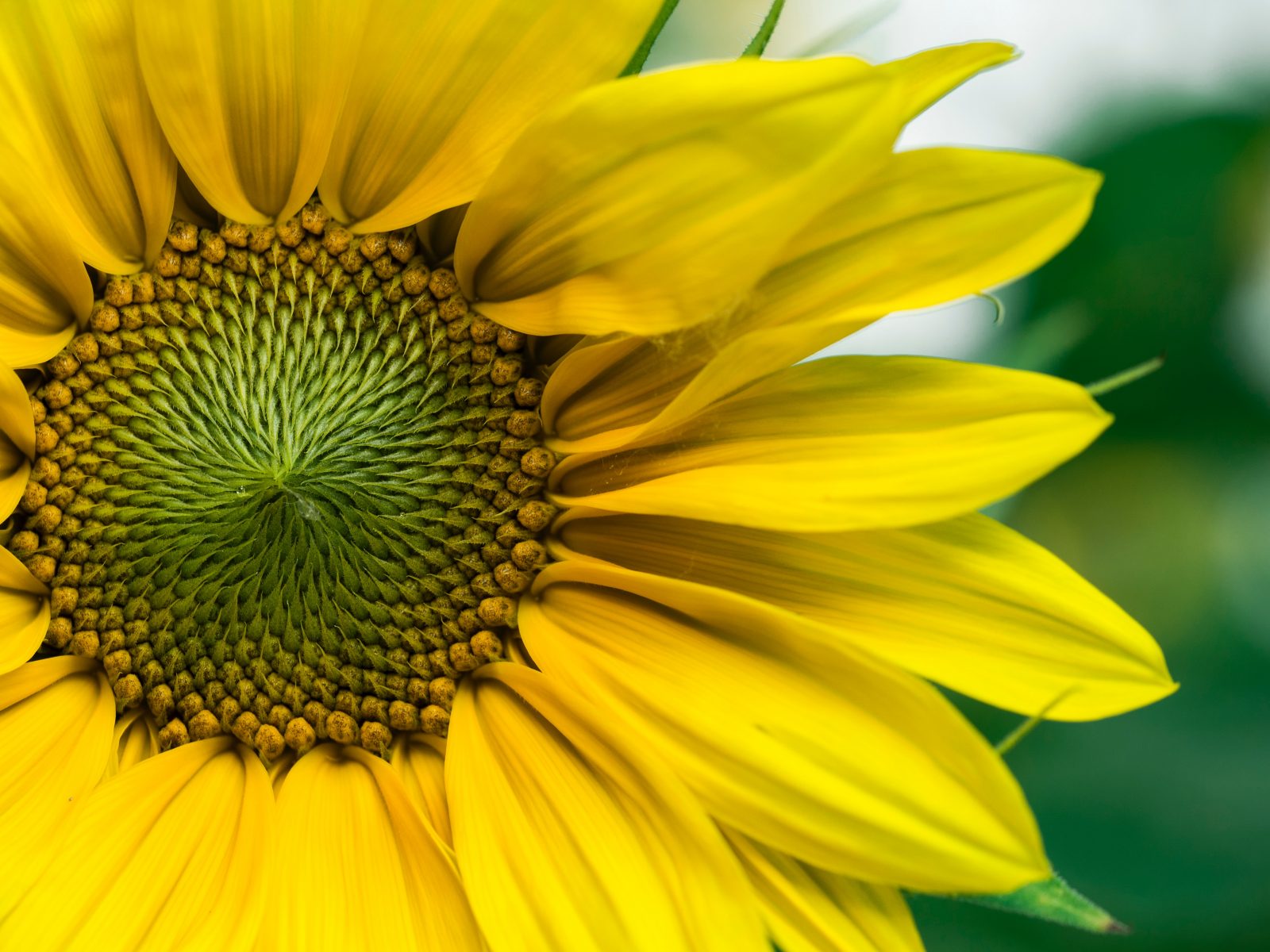 Aaron Burden GVnUVP8cs1o Unsplash, Missy E