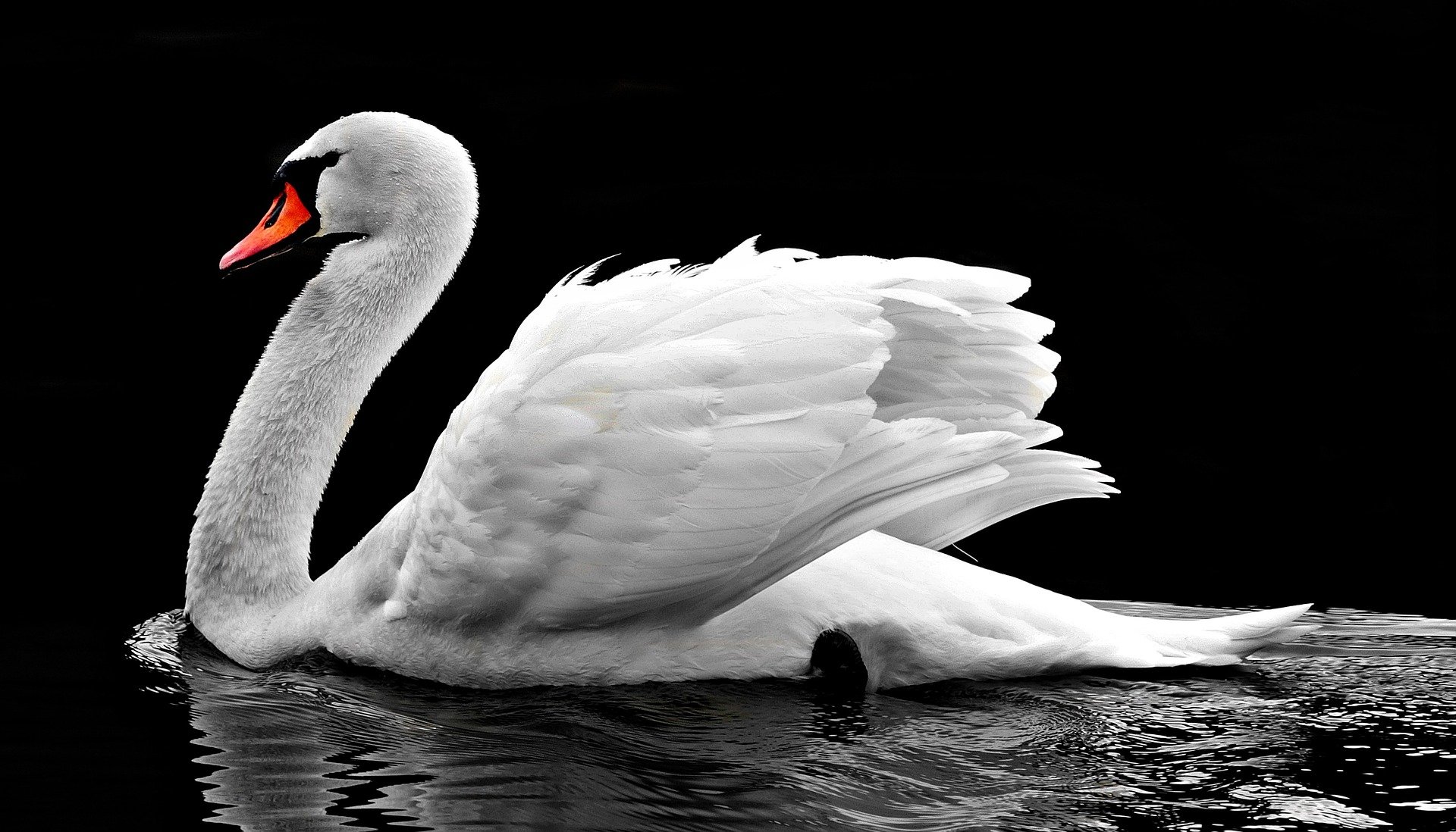 Swan 2107052 1920, Missy E