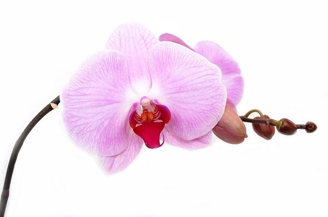 Orchid 165218 640, Missy E