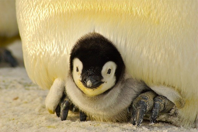 Penguin 429125 640, Missy E