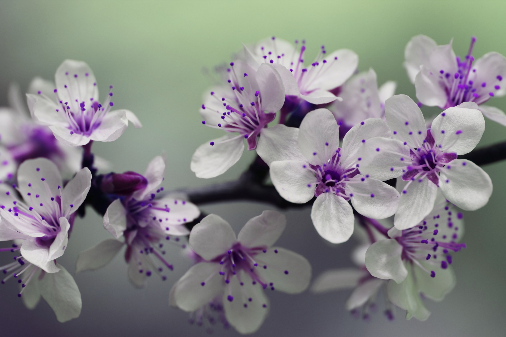 Purple Flowers 839594 1920, Missy E
