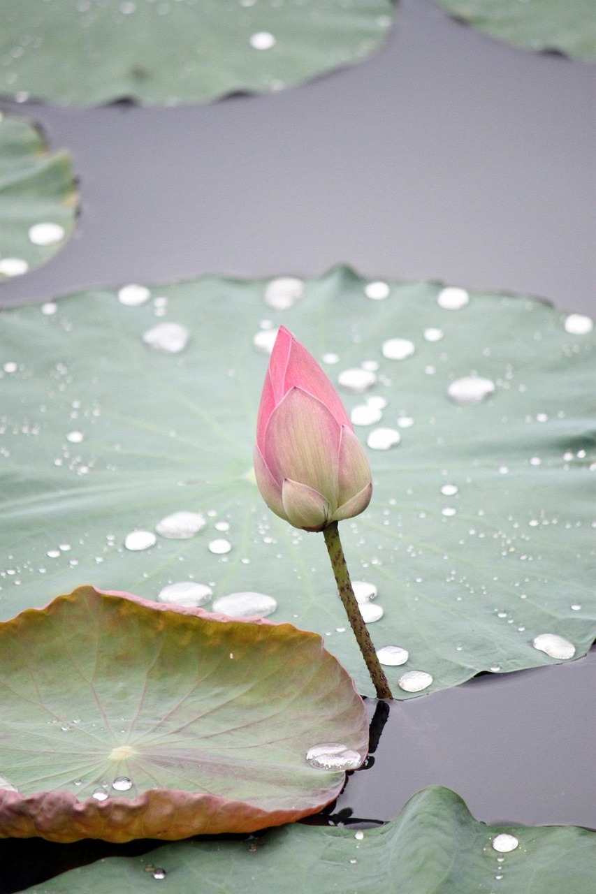 Lotus 214622 1280, Missy E